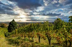 Winery Tour & Tasting in Pau