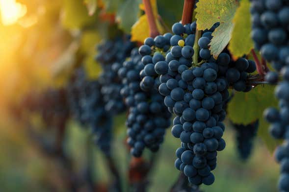 Cata de vinos en la bodega Vents du Sud