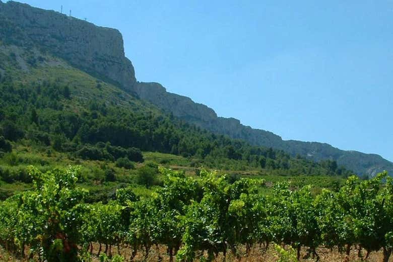 Le sud de la France est une terre riche en vignobles