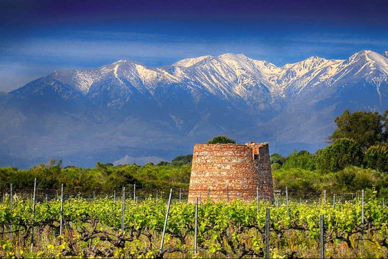 Depuis les vignobles, on aperçoit le massif du Canigó