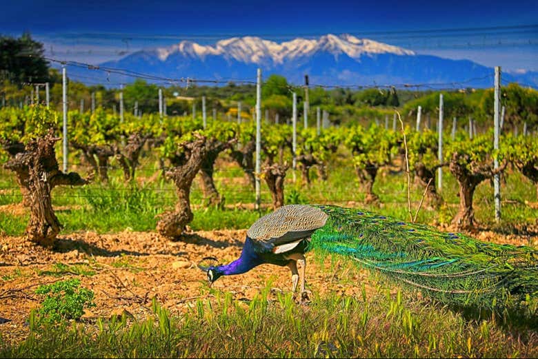 Un paon dans les vignobles de Rombeau