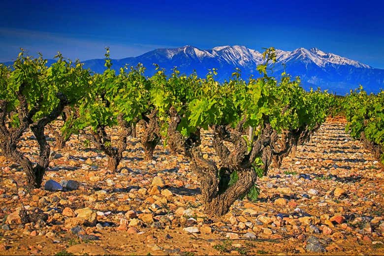 Détail des vignobles de Rombeau