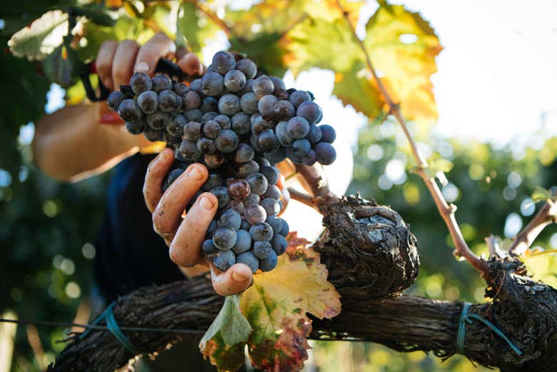 Découvrez quels types de raisins sont cultivés dans cette région