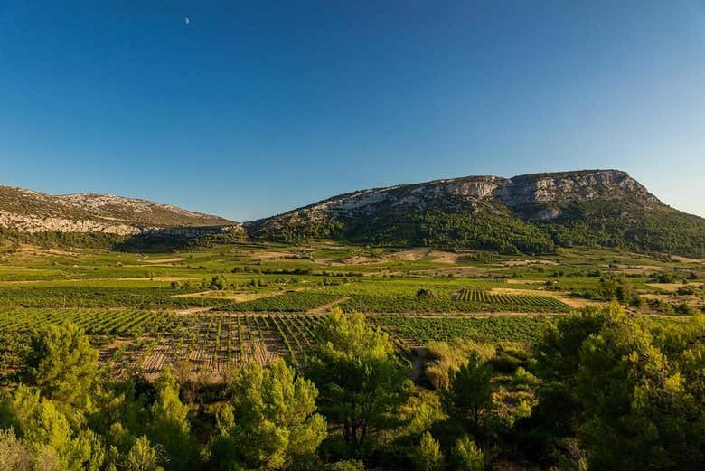 Vignobles Vingrau