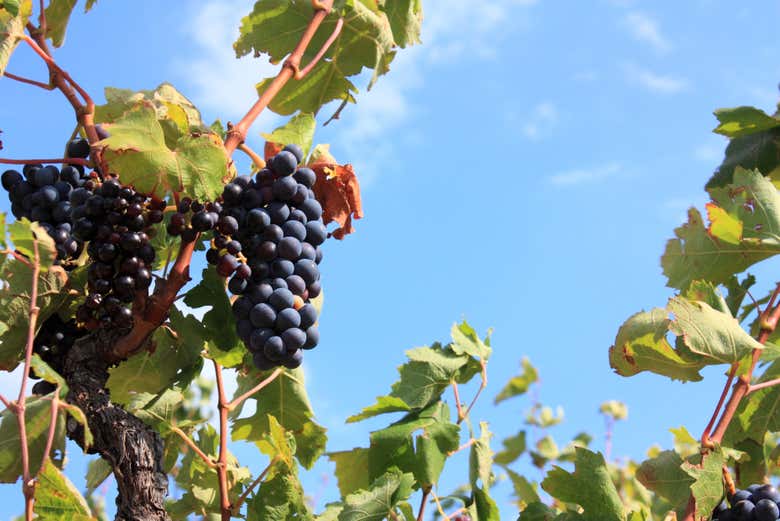 Detalhes de um cacho de uvas
