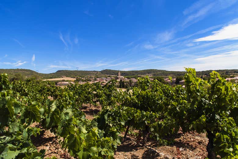 Paisagens de vinhedos
