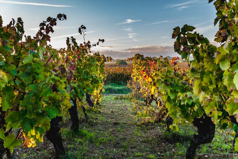 Conheceremos os segredos do vinho francês