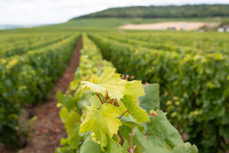 Vignobles