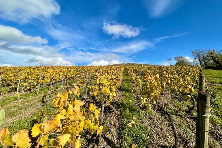 Make the most of your visit to the winery!