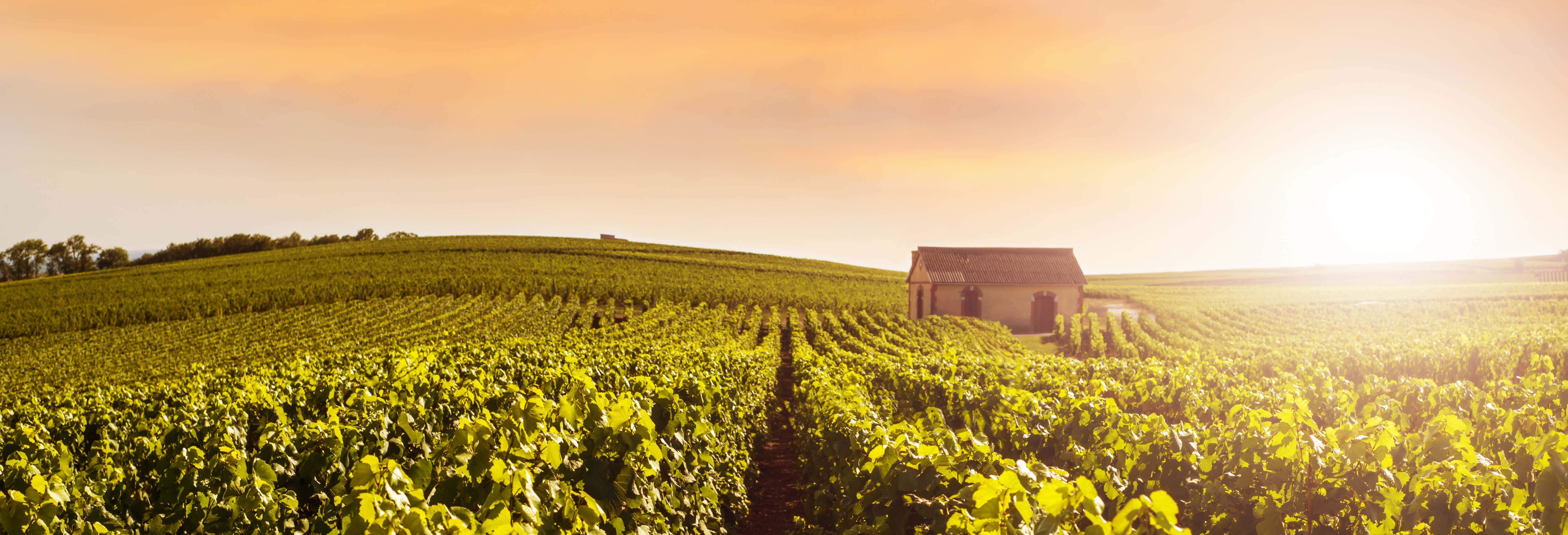 Visitas guiadas y free tours en Reims