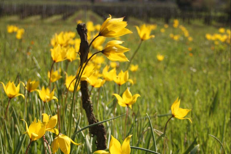 Flores en los viñedos de Château Coutet