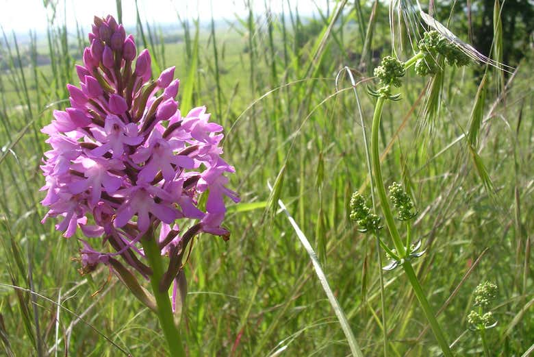 Detalles de una flor de los viñedos de Saint-Émilion