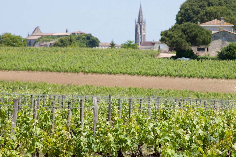 Vue sur le domaine viticole de Château Coutet