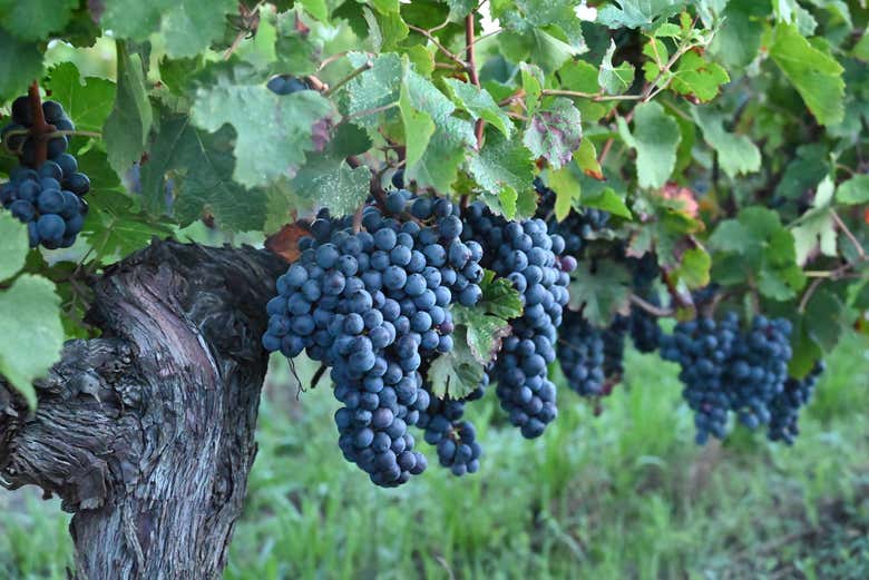 Viñedos de Clos Systey