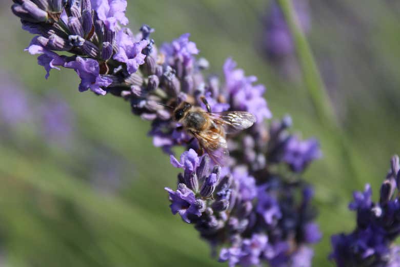 Abelha polinizando uma lavanda