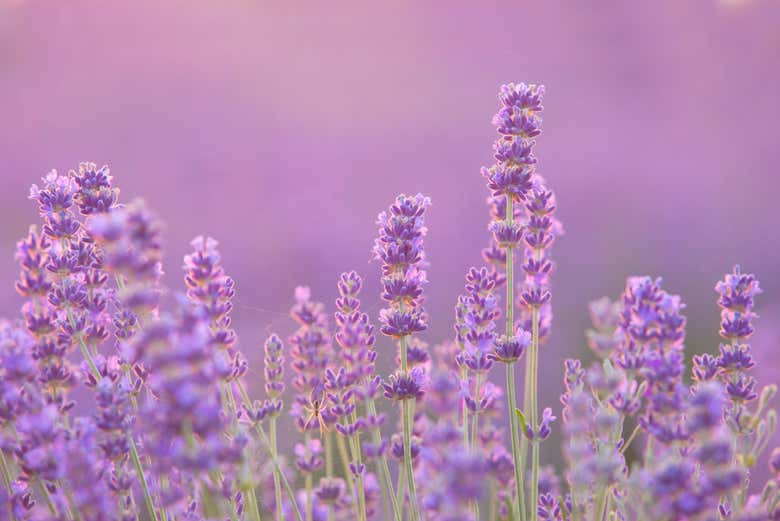 Plantas de lavanda