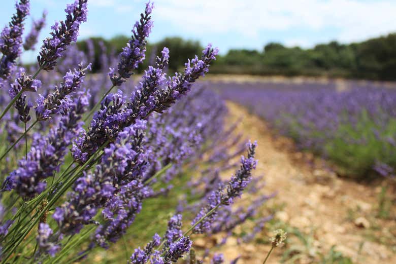 Detalhe do campo de lavanda