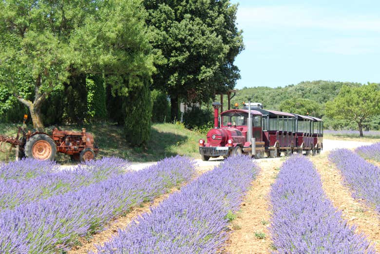 Trem turístico da Maison de la Lavande