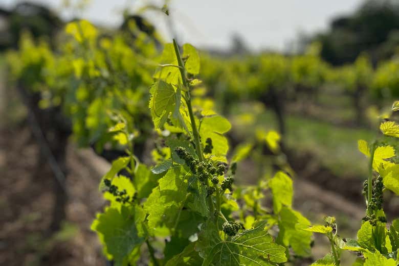 Discover how the wines are made