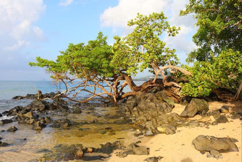 Playa de Anse Figuier
