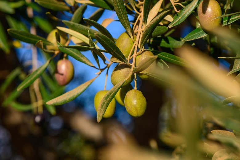 Visit an olive grove in Provence