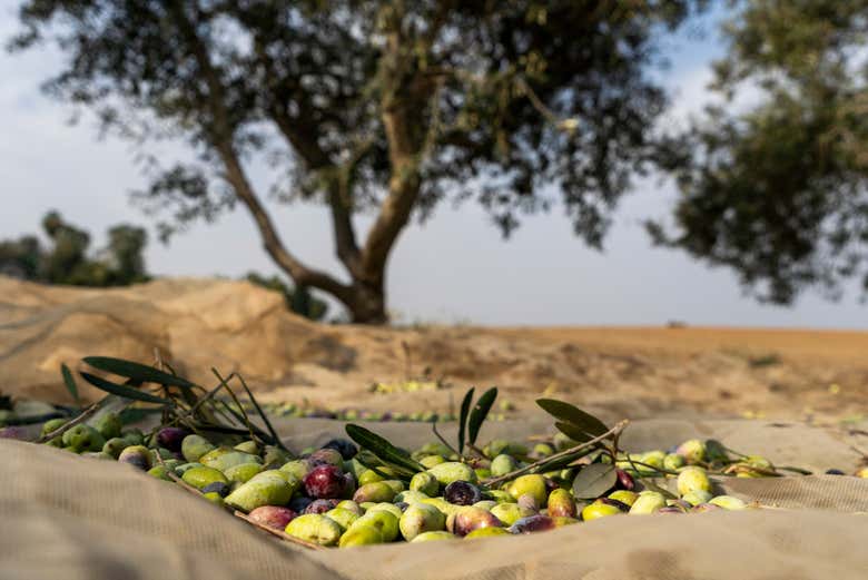 Visitaremos un olivar tradicional de la Provenza