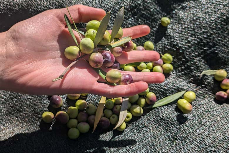 Find out about the regional varieties of olive