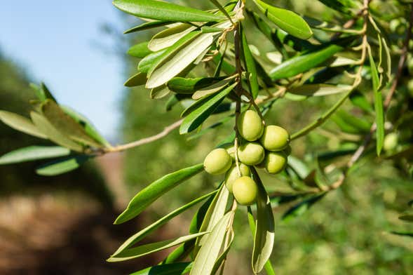 Visita a un olivar de la Provenza