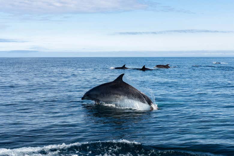 Delfines junto al barco 
