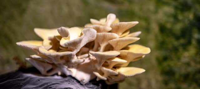 Mushroom Museum Ticket