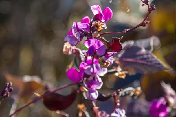 Una preciosa flor en los jardines de Puygirault