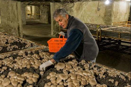 Mushroom picking