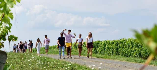 Visita a un viñedo de Saumur