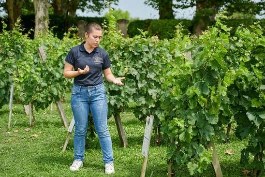 Explore the vineyard