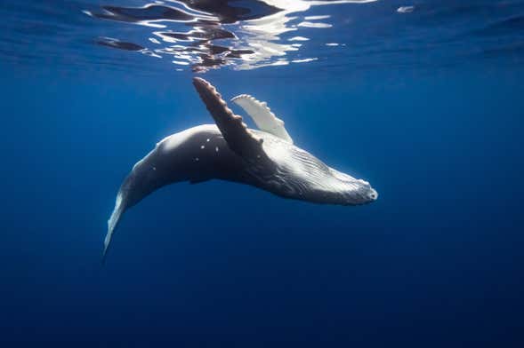 Observation des baleines à Tahiti