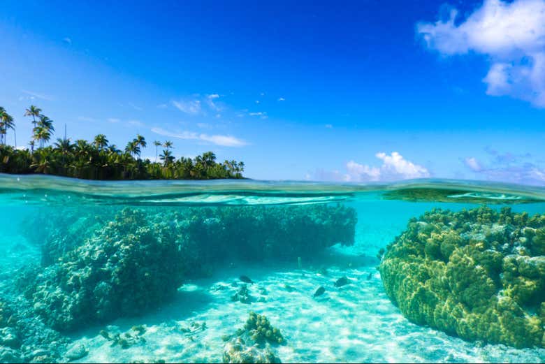 Recifes de corais em Tetiaroa