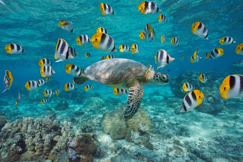 Una tartaruga circondata da pesci colorati