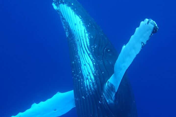 Le megattere vi affascineranno