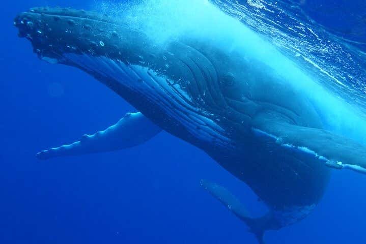 Scoprirete la magia della vita marina di Tahiti
