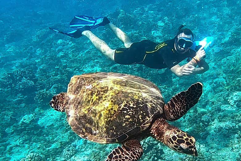 Nadaréis junto a tortugas marinas