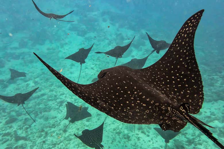 Veréis mantarrayas y numerosas especies marinas