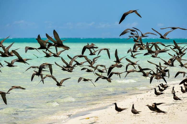Pássaros na ilha Tetiaroa
