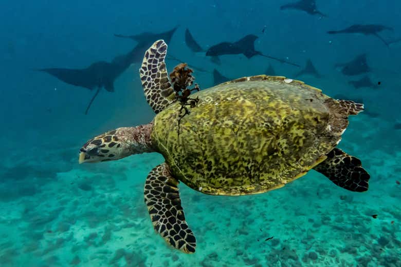 Una tortuga marina nadando en las aguas de Tahití