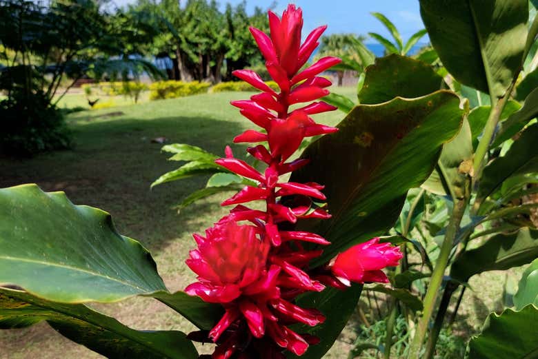 Discover all the lush vegetation in the Vaipai Water Garden