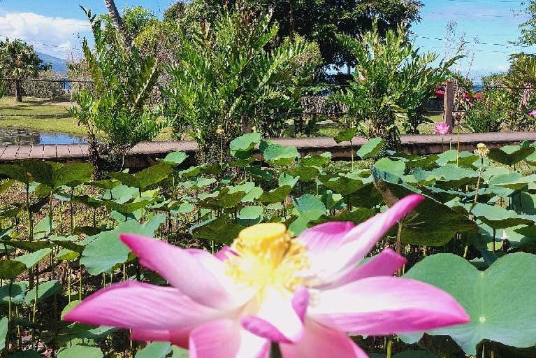 Wander around the Vaipahi Water Garden