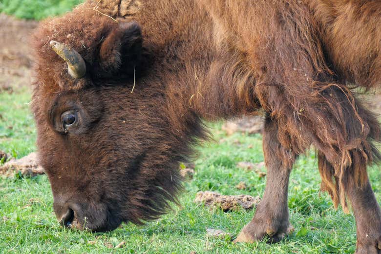Uno de los bisontes de la reserva de animales del parque