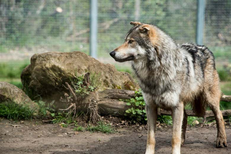 En el Parc du Thot también podréis ver lobos