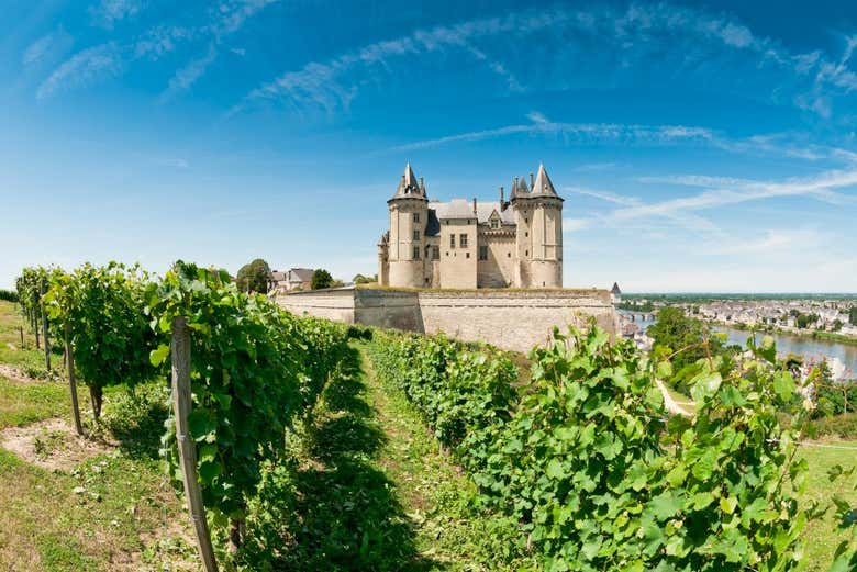 Discover local wines