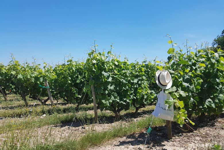 Vinhedos de Vouvray