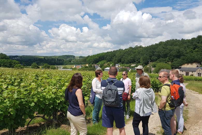 Learn about the vineyards